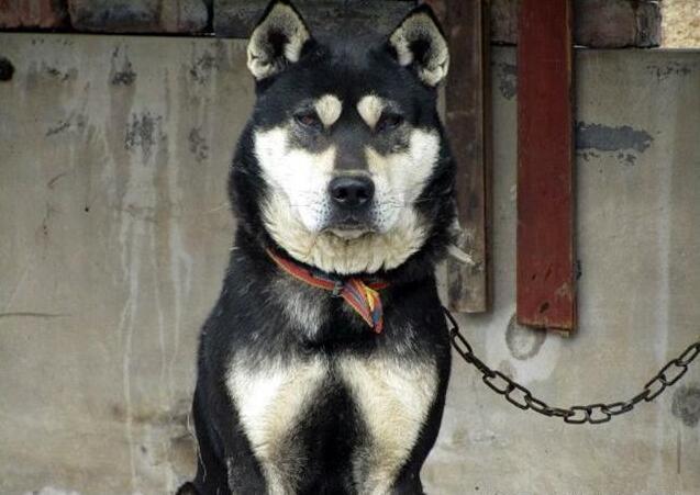 中华田园犬12个品种图，中华田园犬12个品种图合集（中华田园犬常见的有哪些）