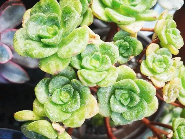 君子兰怎么浇水，君子兰正确浇水原则（这才是最正确的方法）