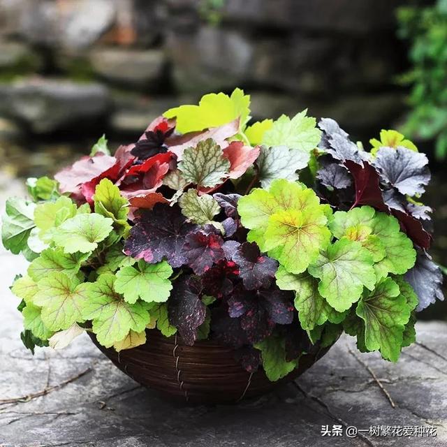 秋天有什么花容易养又好看，这20种花建议选几个