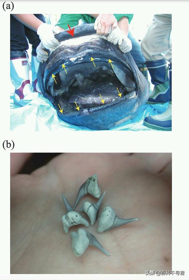 世上最大的淡水鲨，有史以来最大的十种鲨鱼