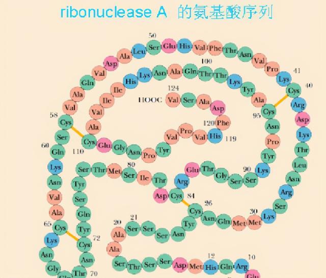 rna由什么组成，什么是RNA