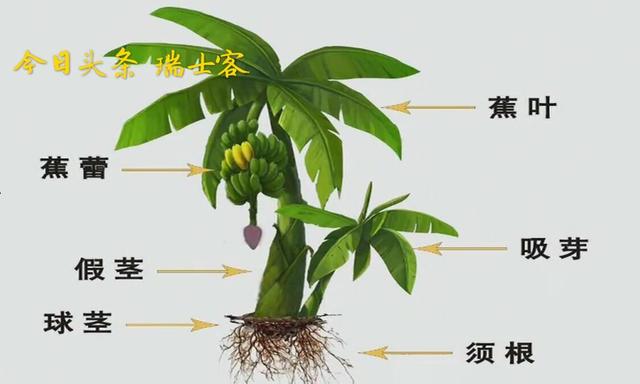 香蕉的种植方法简单，教你如何成为种植香蕉的老司机