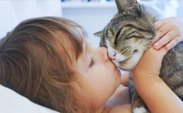 猫咪尴尬期是什么意思，原来猫咪鼻吻代表这些意思