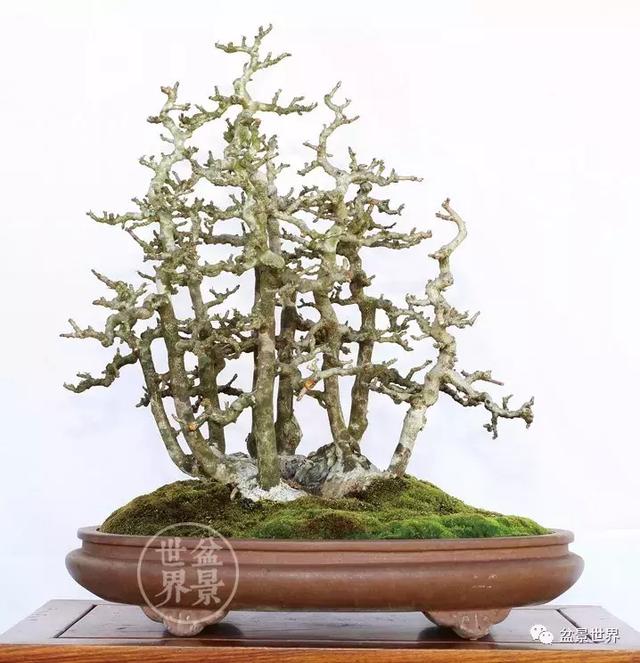 黄杨盆景大全，黄就成老师盆景精品欣赏