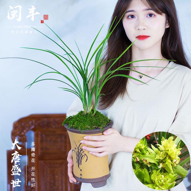 家庭适合养哪种兰花，一盆这样的兰花可以在北京换一套房子