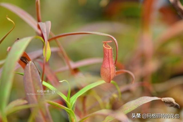 通向死亡的甜蜜诱惑，什么猪笼草是最好养（大量吸食它，可致人瘫痪、死亡）