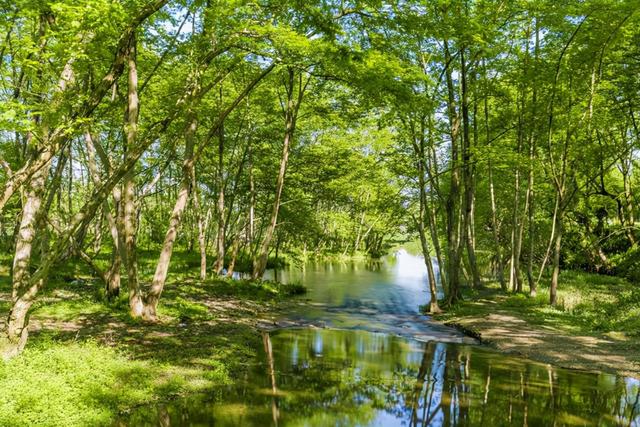什么样绿荫填上合适的形容词，形容绿荫的叠词有哪些