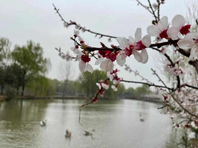 沾衣欲湿杏花雨的下一句，沾衣欲湿杏花雨后面一句是什么（吹面不寒杨柳风。诗句常被引用）