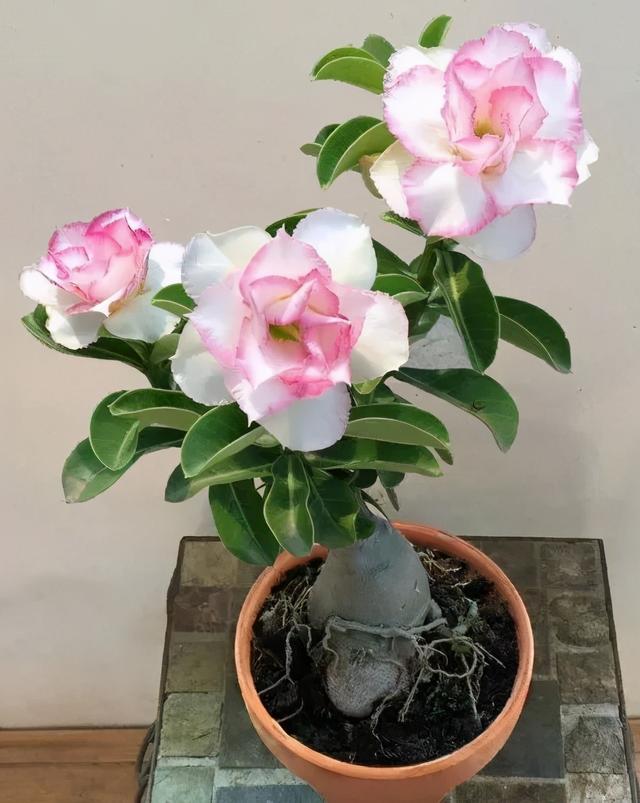 沙漠玫瑰怎么养，沙漠玫瑰的养殖方法多久能开花（真正会养的只需做5点）