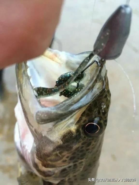 路亚鳜鱼的操作手法和技巧，路亚一招中鱼鳜鱼篇