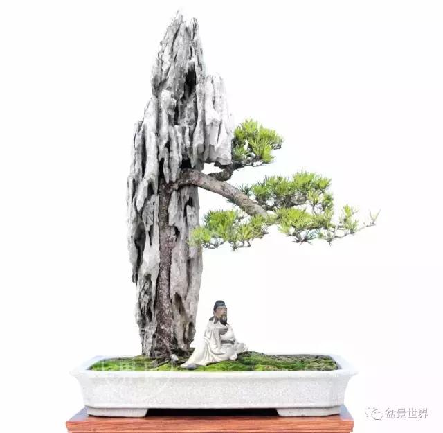 黄杨盆景大全，黄就成老师盆景精品欣赏