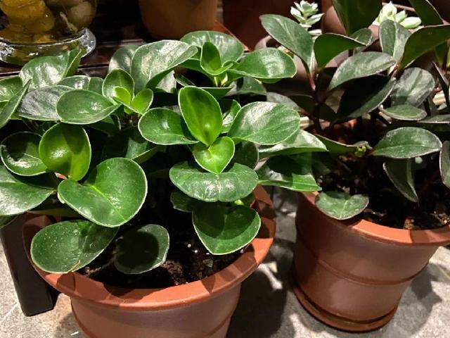 观叶植物的室内摆放，家里盆栽摆放有讲究