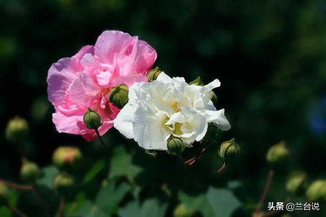 芙蓉国里尽朝晖，芙蓉国里尽朝晖是什么意思（共和国内外交困时期的一首《七绝·屈原》）