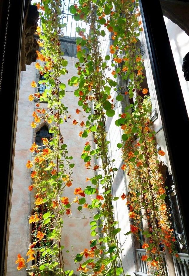 庭院中种什么爬藤花，院子里如果想搭设花廊架