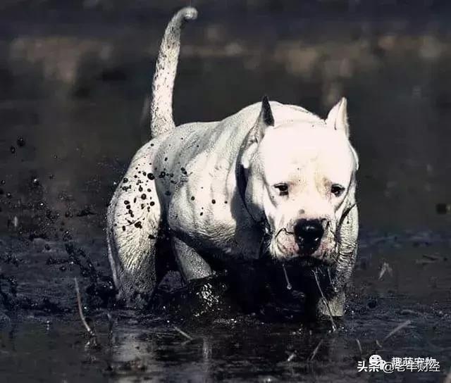 恶霸犬是烈性犬吗，烈性犬都有哪几种（彪悍的外表下竟是一颗温柔的心）