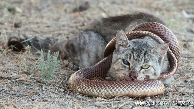 蛇怕猫还是猫怕蛇，猫对蛇有多可怕（科学分析猫为什么不害怕蛇）