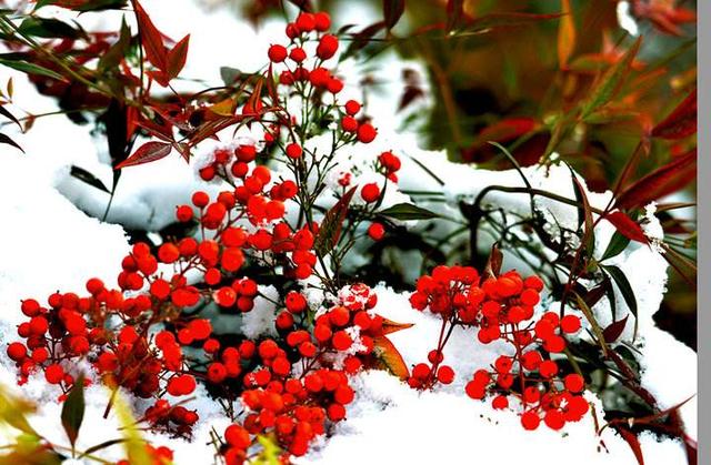 观赏性高的会开花的树，18种紫红色叶片的树木