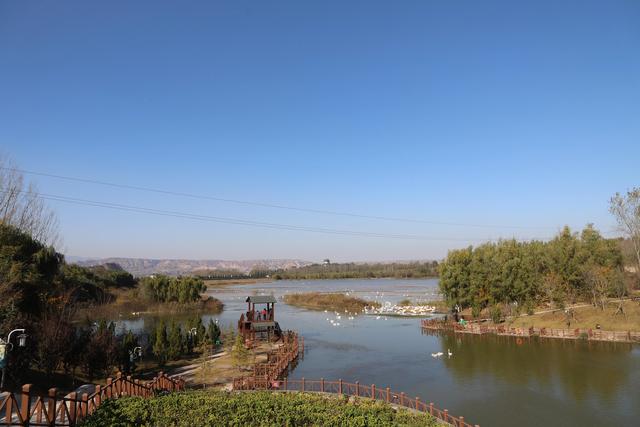 天鹅湖景区三门峡，三门峡天鹅湖国家湿地公园苍龙湖白天鹅