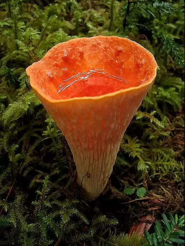 美丽的蘑菇大自然的杰作，草地上各种各样的蘑菇