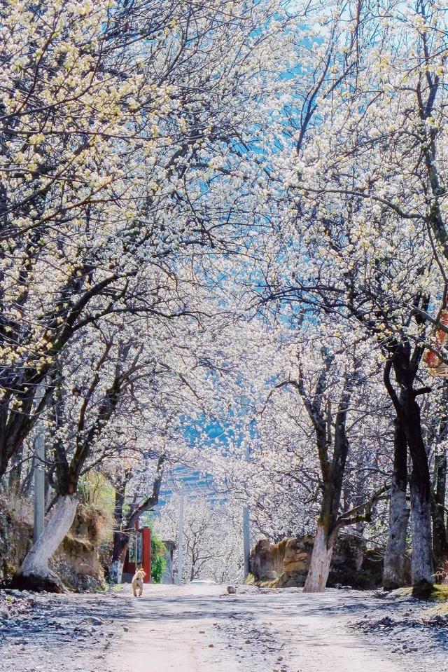 3月旅游的最佳地点，3月去什么地方旅游最好呢（三月份旅游一定要去的六个地方）