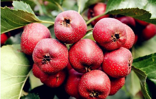 鲜山楂的吃法大全，新鲜山楂正确吃法