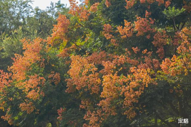莲花山公园 网红打卡地，莲花山公园又红了