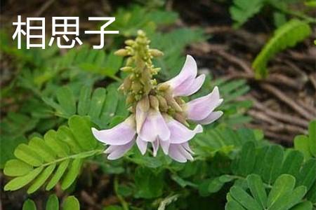 唐诗红豆生南国，赞美南国红豆的唯美诗句