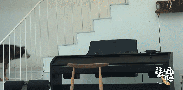 朱正廷养宠物综艺，朱正廷、张雨剑与流浪狗同居的节目