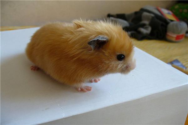 哪种熊类仓鼠比较温顺，世界上最奇特的仓鼠类宠物