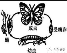 10000种昆虫名字，有的能卖1000多元一斤