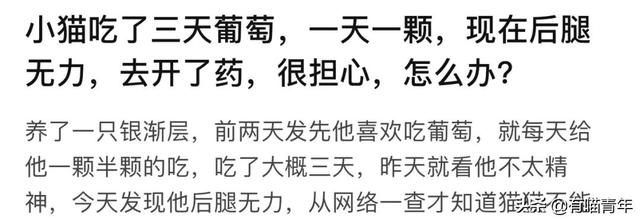 绿萝对猫有毒吗，猫咪吃了一口绿萝