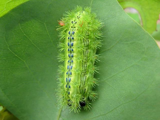 能够蜇人的虫子叫什么，会蜇人的是蝴蝶的毛毛虫