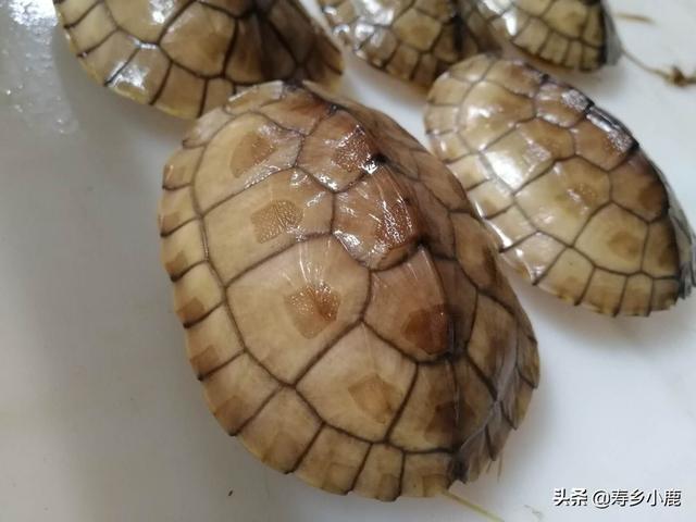 乌龟可以快递吗，快递运回来的小乌龟怎么处理（被禁止寄递的活体动物）