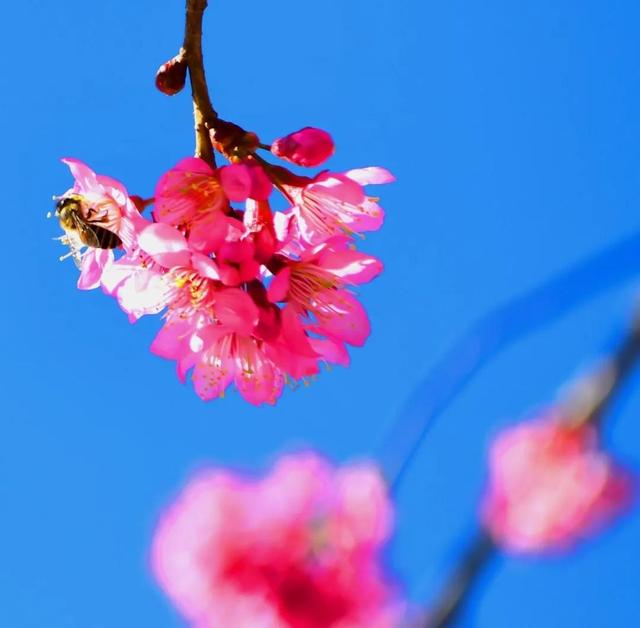 樱花盛开四季如春，冬樱花热闹开放