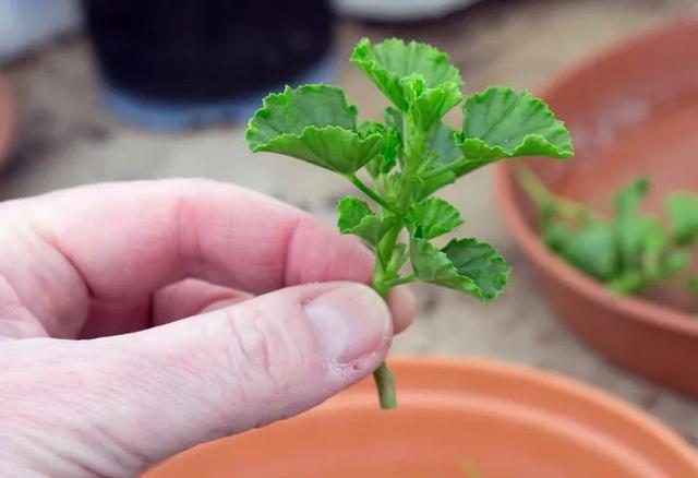 天竺葵怎么扦插活力大，天竺葵用成本极低的扦插方法培育