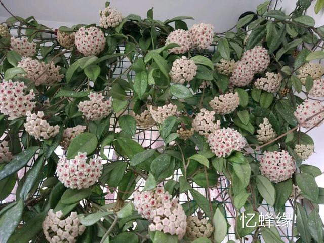 庭院中种什么爬藤花，院子里如果想搭设花廊架