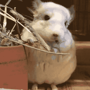 龙猫好养吗养龙猫的注意事项，想要饲养一只可爱又粘人的龙猫