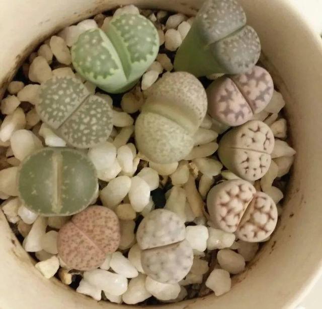 养着省心颜值高又爱长爆盆的多肉，这些多肉大普货