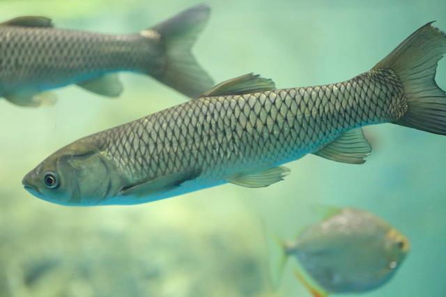 适合垂钓的淡水鱼品种，这4种淡水鱼被称为四大家鱼