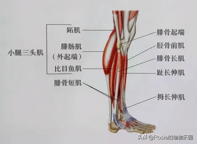 李菲兒美腿比緋聞更吸睛，如何瘦出小鳥腿？超模私教2步帶你練 健身減肥達人 第11张