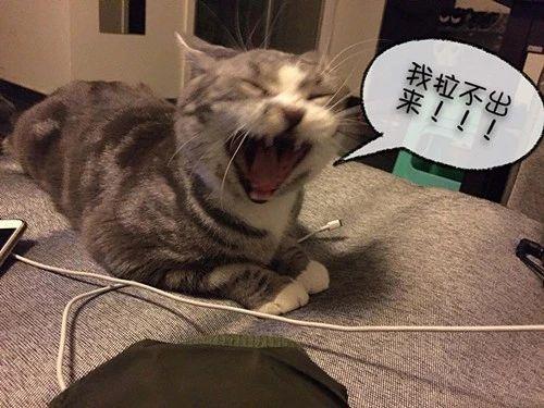 猫便有血什么原因，发现家猫血便怎么办