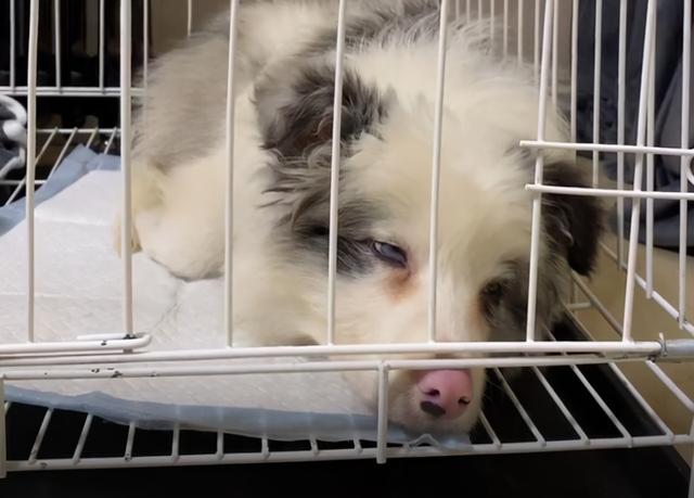 撿到一隻邊牧幼犬，養了一晚上，終於明白了它被遺棄的原因 萌趣萌寵 第7张