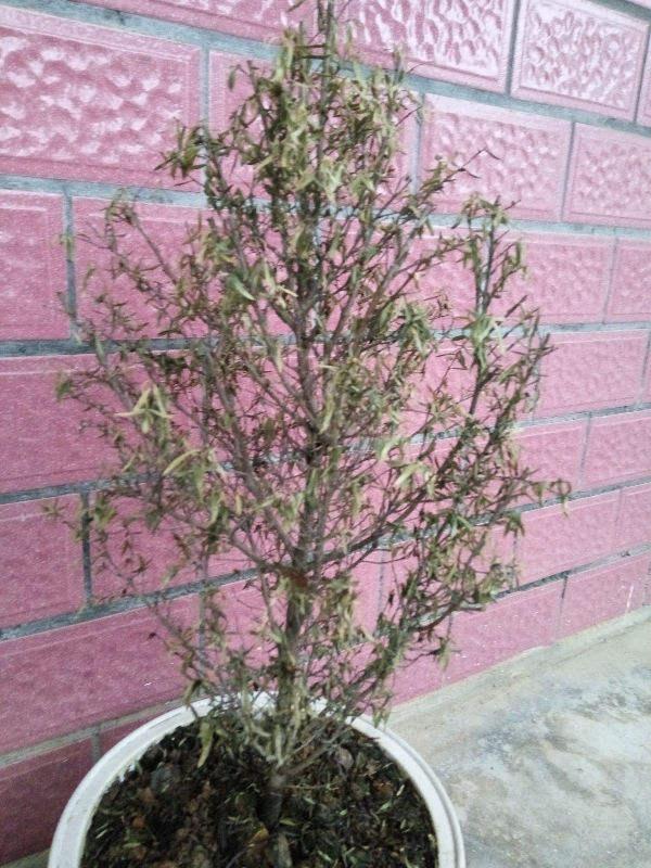 松红梅怎么养才开花，冬天养花赏花就种植松红梅