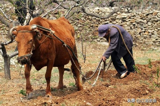 牛最早出现在什么时期，牛长期作为农耕社会的重要生产力