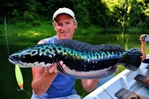 史上最大的淡水鱼类，湄公河捕获600斤黄貂鱼