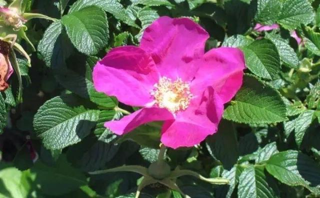 12个街头常见骗术，这些花市门口的骗术