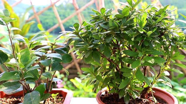 杜鹃花开时如何养护，杜鹃开败了春天3个