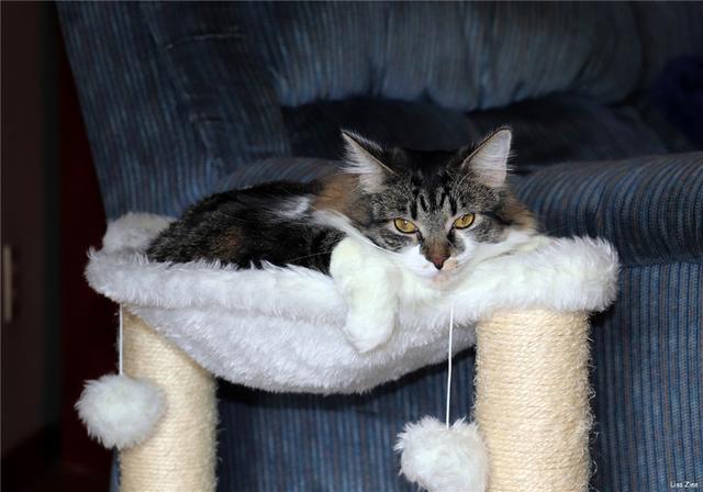 小猫咪耳朵有耳螨，4个小妙招给你的喵星人轻松驱虫