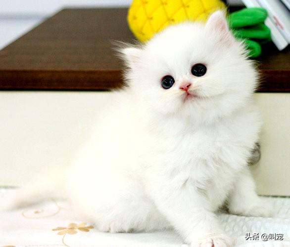 几个月猫咪开始换毛，铲屎官要如何照顾猫咪