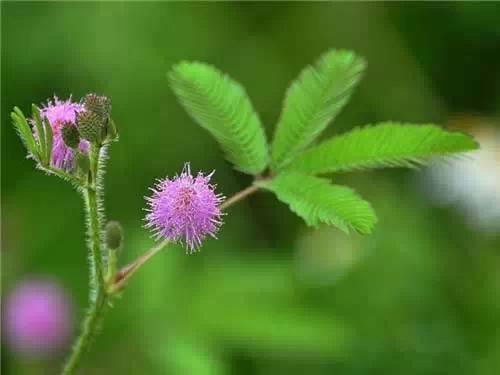 园林景观植物经验分享，风景园林设计中植物造景的3点经验总结